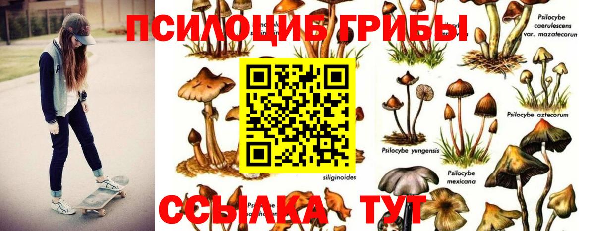 Владимир  Псилоцибиновые грибы Cubensis  Вход с VPN 
